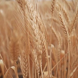 Wheat